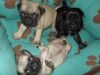 Akc Register Male And Female Pug Pug Puppies