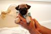 Adorable Pugs!!! Puppy Financing Now!!