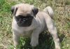 lovely female pug puppies