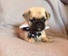beautiful male and female pug puppies