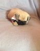 lovely pug puppy available now