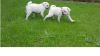 White Pug Puppies