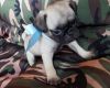 Adorable Pug puppies for your home