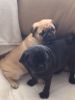Awesome Pug Puppies available.