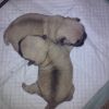 Akc pug puppies 2 females one male