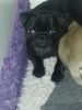 Kennel Club Registered Pug Puppies