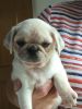 Gorgeous Kc Registered Pug Puppies