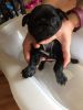 Black Pug Puppies for sale