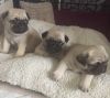 Adorable Pug Puppies For Sale!