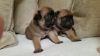 Apricot Kc Registered Pug Puppies