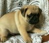 CUDDLY AND WRINKLY 3/4 PUG PUPPIES