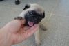Very Adorable litter of pug puppies, available for new homes