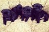Adorable Akc Black & Fawn Pug Puppies ready for rehoming