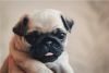Pugs available , for new homes very lovely and gorgeous,cute the best