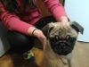 pug Only 1 Boy And 2 Girls Left
