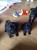 Lovely Pug Puppies Ready Now
