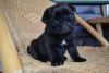 Available Pug Puppies For Sale