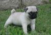 Lovely Pug Puppies Ready Now