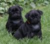 xmas pugs available,for new homes very lovely and gorgeous