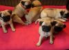 9 Weeks Old English Bulldog Puppies Need Homes