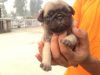 38 days female pug available for sale