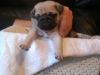 Beautiful Quality Kc Registered Pug Puppies