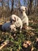 Very Rare White Pug Puppies