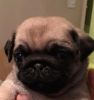 Kc Registered Pug Puppies Ready To Leave Now