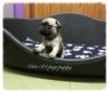 3/4 Pug Puppies For Sale