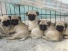 SUPERMAN PET HOUSE OFFERS A BEAUTIFULL PUG PUPPIES