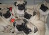 Full blood Pug puppies for sale with all vet shots till date