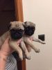 cool pug puppies for adoption.