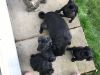 Black/Fawn Pug Puppies
