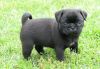 Playful And Charming Pug Puppies for sale