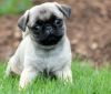 Fine fawn pug puppies for sale