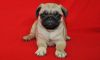 Beautiful AKC Registered Pugs Ready Now!