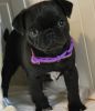 3 pug puppies are as nice for sell