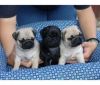 pugs available,for new homes very lovely and gorgeous,cute
