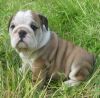 GORGEOUS PUG PUPPIES FOR SALE NOW...
