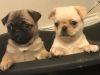 Female pug puppies for sale now...