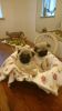 Pug Puppies Available Male & Female 1/1