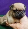 Kc Reg Very Small Toy Pug Puppies
