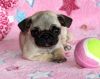 Chunky Top Quality Pug Puppies- Ready Now!!