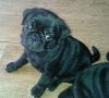 cute male and female pug puppies for sell