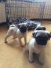 Fawn pug puppys full KC registered