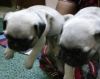 Adorable Pug Puppies free adoption