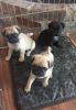 Ready Now Kc Reg Pug Puppies. Fawn And Black for sale