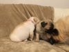 CUTE MALE AND FEMALE PUG PUPPIES FOR SALE