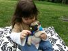 Pug Puppy - sociable and gentle companion dogs. (((((***