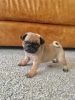 kiki pug puppies for rehoming